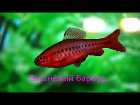 Видео: Вишнёвый барбус!