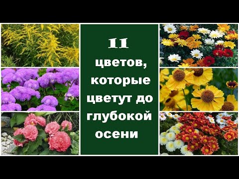 Видео: ❀ 11 цветов, которые цветут до глубокой осени