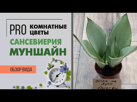 Видео: Сансевиерия Муншайн  - редкая и эффектная экзотическая сансевиерия | Не обычный щучий хвост