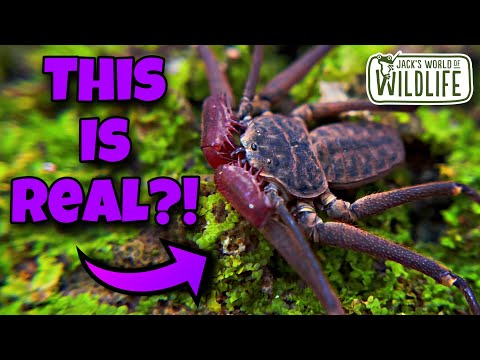 Видео: ЭТО НАСТОЯЩИЕ ЖИВОТНЫЕ? ЧТО ТАКОЕ БЕСХВОСТЫЕ СКОРПИОНЫ?