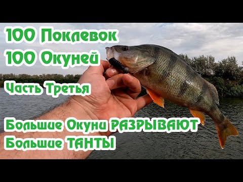 Видео: 100 Поклевок 100 Окуней / Часть 3 / Окунь уничтожает Танту / Crazyfish Arion ASRE832L / Fishmir /