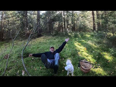 Видео: Що дасть ГРИБНИЦЯ ОПЕНЬКІВ 1 листопада 2025..! Йдемо в гори по опеньки!