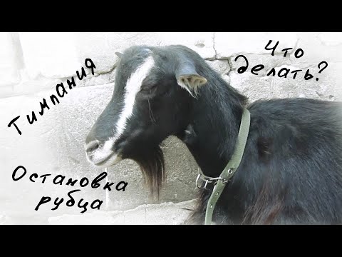 Видео: Остановка рубца. Тимпания у коз. Как мы с этим недугом справляемся.