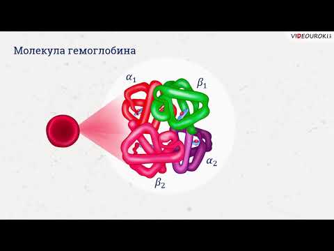 Видео: Видеоурок по биологии "Белки"