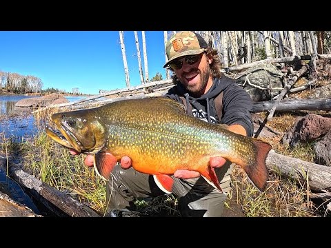 Видео: РУЧЬЯ ФОРЕЛЬ размером с ОБЕДЕННУЮ ТАРЕЛКУ!!! (НЕНАТУРАЛЬНО)