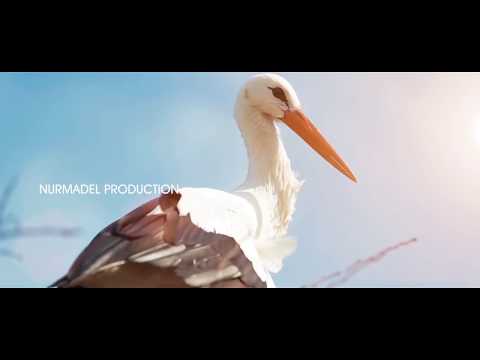 Видео: Таалайбек Абдыганиев - Лейлек курош