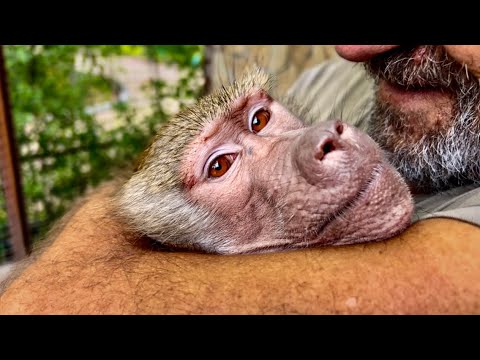 Видео: Друзья, у нас ВТОРАЯ ПОПЫТКА! Люська успокоилась и как стала ОБНИМАТЬСЯ С ПАПОЙ))) 