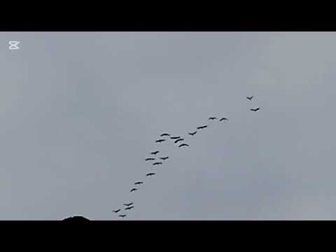 Видео: Журавли Летят