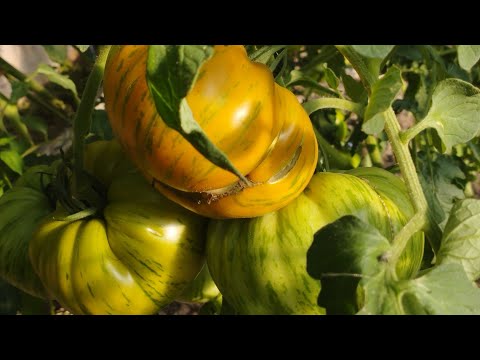 Видео: ПОМІДОРИ 2025 АБО ЗАГУБЛЕНЕ ЛІТНЄ ВІДЕО🌱🍅🌱🍅🌱🍅🍂🍅🍂🍅🍂🍅🌱🍅🌱🍅🌱