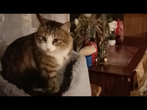 Видео: Прогулка с Джеком🐶#приютсолнышко 🌞🐕🐱🐈❤️🙏