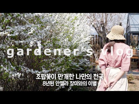 Видео: Это мой рай, мой маленький сад с цветами Спирей.