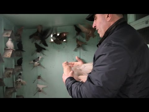 Видео: Селекция и выбраковка голубей.