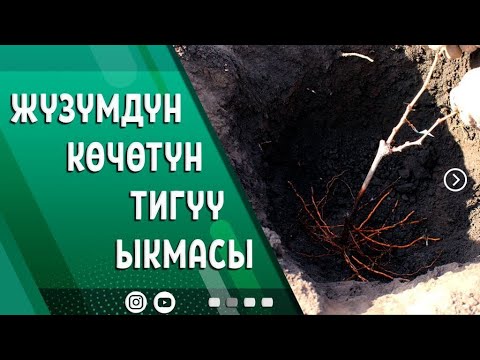 Видео: ЖҮЗҮМ КӨЧӨТҮН ТИГҮҮДӨ ФОРМИРОВКАГА ЫЛАЙЫКТОО КЕРЕК...