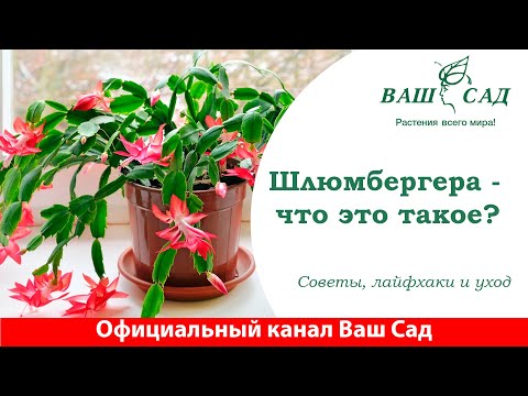 Видео: Шлюмбергера (декабрист) в доме. Как ухаживать? Секреты от Ваш сад
