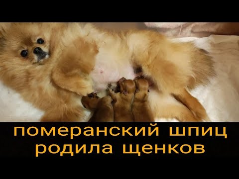Видео: роды померанского шпица
