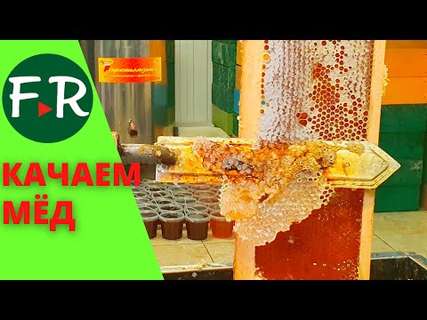 Видео: Распечатка сотовых рамок и откачка мёда в медогонке. Пасека Зайнуллиных, Татарстан