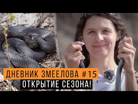 Видео: ОТКРЫТИЕ сезона! Первые ГАДЮКИ и ЯЩЕРИЦЫ — Дневник змеелова #15 / Змеелов - ученый