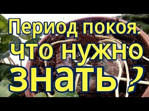 Видео: Цикламен (Cyclamen) Период покоя у цикламенов.  Уход.