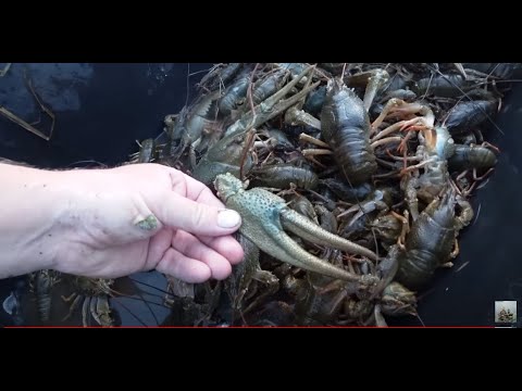 Видео: Их не то, что в руки брать, на них смотреть страшно.