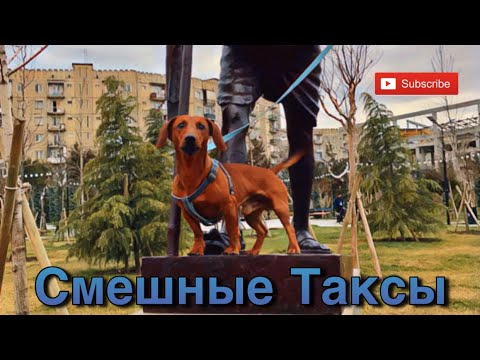Видео: Подборка собачьих приколов 2022 - Смешные Таксы