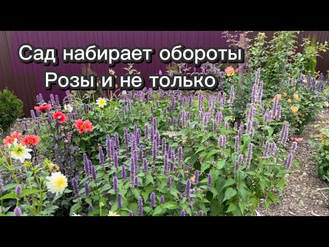 Видео: Розы - первогодки в Подмосковье: Constance, Lady of Shalott, Radio times, Princess Anne и Агасташ!