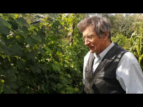Видео: Новые гибридные  формы  винограда Николая Николаевича Фадеенкова.