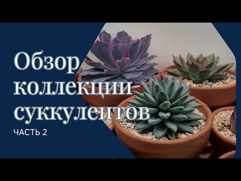 Видео: Обзор моей коллекции суккулентов (часть 2)