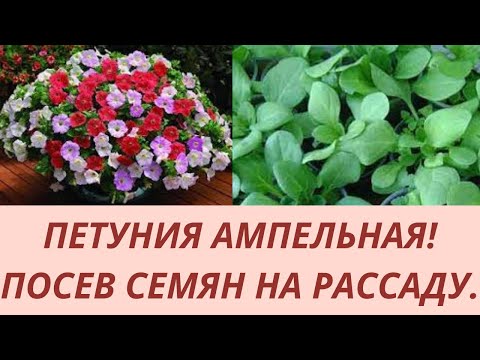 Видео: Петуния из семян. Посев петунии. Как правильно посеять петунию. Посев семян на рассаду.