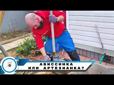 Видео: Абиссинка на песке или артезианка на известняке?