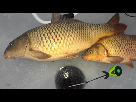 Видео: Все сбежались ПОМОГАЛИ ТАЩИТЬ!!!! Зимняя рыбалка на сазана