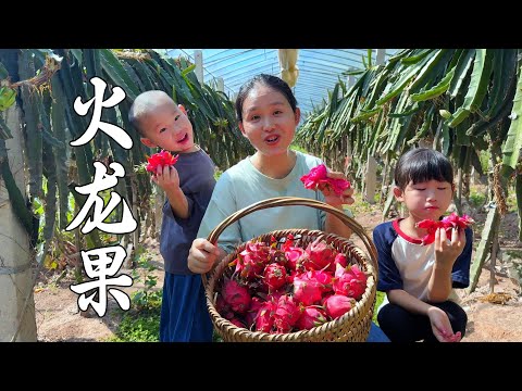 Видео: Плоды дракона маленькие и сладкие. Их так приятно съесть одним укусом.