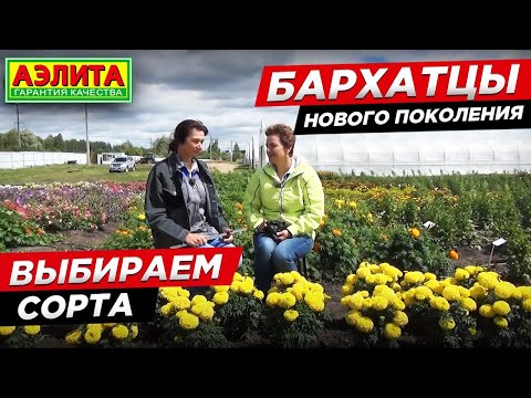 Видео: Бархатцы нового поколения. Выбираем сорта бархатцев