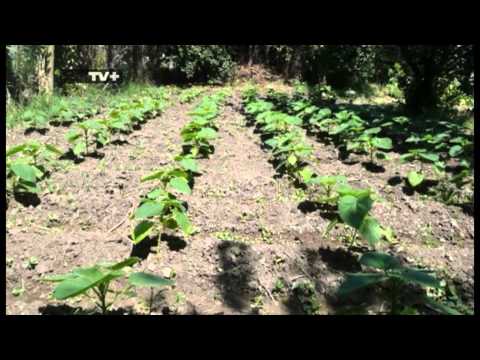 Видео: Зелено бъдеще: Пауловния, Епизод 1 Част 3