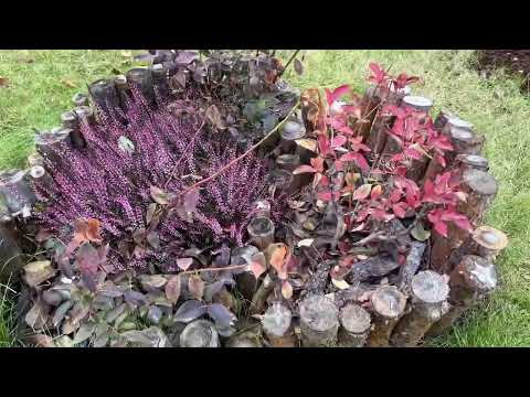 Видео: Новые пионы 🌺-распаковка . Уральский сад глубокой осенью#нравится#пионы#садосенью