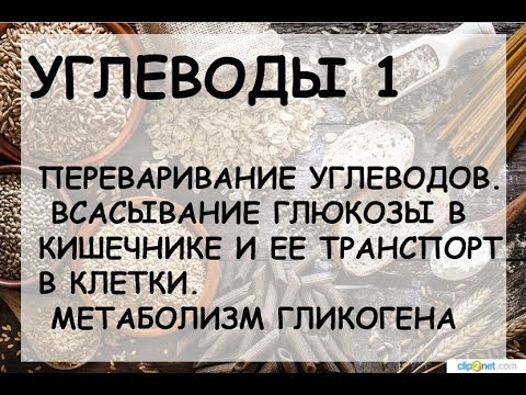 Видео: УГЛЕВОДЫ 1: ПЕРЕВАРИВАНИЕ УГЛЕВОДОВ. МЕТАБОЛИЗМ ГЛИКОГЕНА