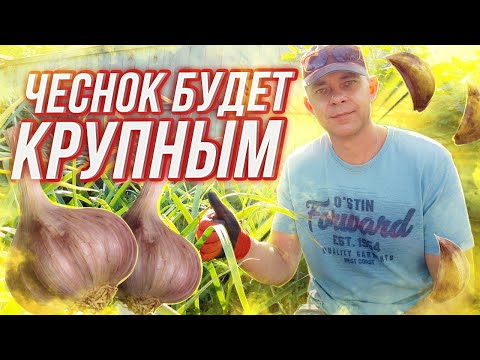 Видео: ЧЕМ ПОДКОРМИТЬ ЧЕСНОК ЗА МЕСЯЦ ДО УБОРКИ ДЛЯ КРУПНОЙ ГОЛОВКИ С КУЛАК