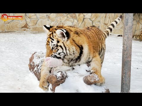 Видео: Не стоит недооценивать тигров - ярость у них концентрированная 😳 Тайган. Tigers life in Taigan.