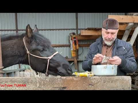 Видео: Чем и как Глистовал трех лошадей, Лахиб 2,7 мес, Попечитель 14лет, и Арифа 1,5 года.