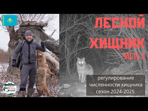 Видео: Лесной хищник. Охота на шакала.