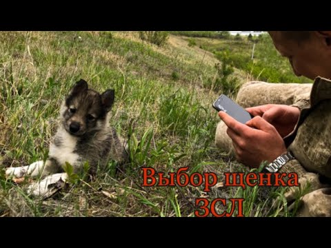 Видео: Как выбрать щенка охотничьей Лайки