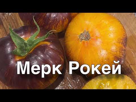 Видео: Любимые сорта томатов в сезоне 2025