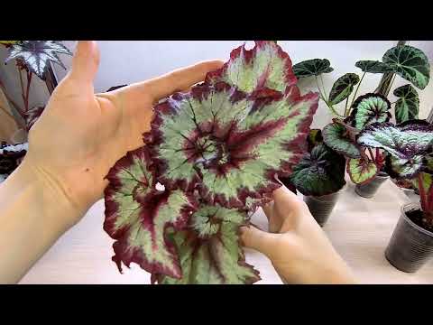 Видео: Детки бегоний на 20.05.24г.