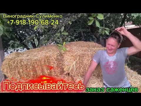 Видео: Мульчирование виноградника соломой!!!
