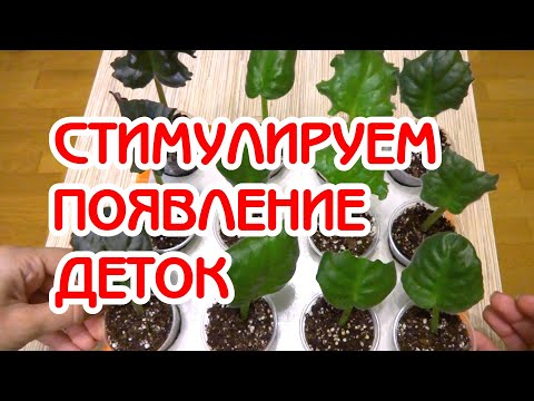 Видео: Лист долго не дает деток | Метод  ускорения | Советы по уходу за фиалками | Мои фиалки #32