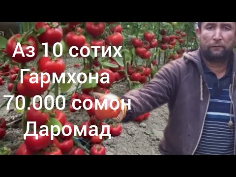 Видео: Аз 10 сотих гармхона 70.000даромад