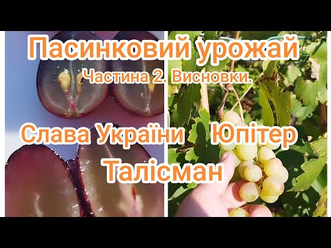 Видео: Урожай з пасинків. Велика різниця. Полтавська область. Станом на 23 жовтня 