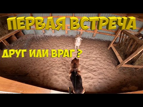 Видео: Собака и баран , первая встреча.[Жизнь в деревне]