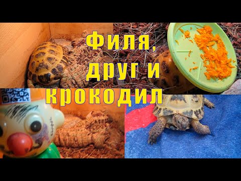 Видео: МЫ ВЕРНУЛИСЬ /ПАНЦИРЬ ПОХУДЕЛ/ ФИЛЬКА И ЕГО ДРУГ