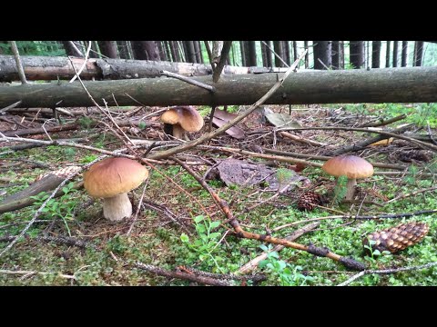 Видео: Море грибів, так що аж залишали в лісі