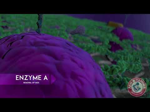 Видео: Дрожжевые клетки M.O.S. бетаглюканы